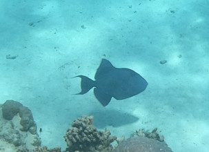 Les beaux poissons de Polynésie